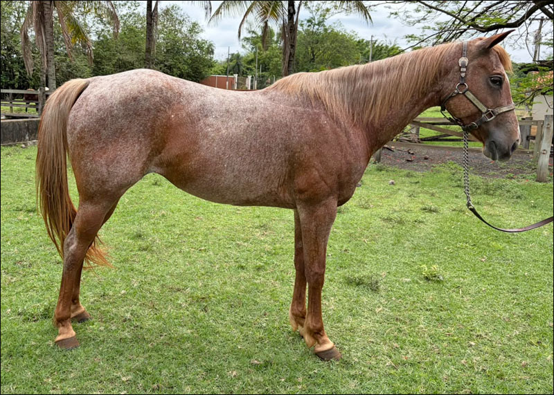Quarto de Milha à venda no N1 Cavalos