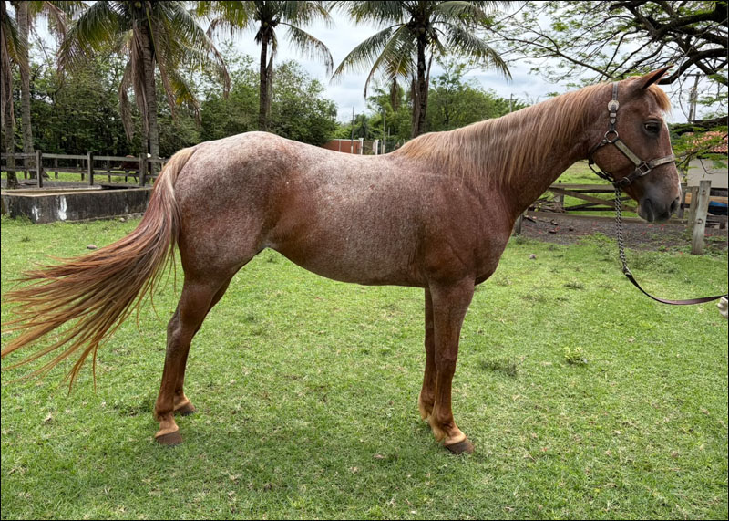 VENDA DE ÉGUA QUARTO DE MILHA NO N1 CAVALOS
