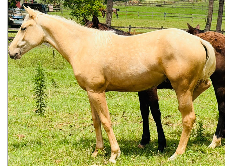 VENDA DE POTRA QUARTO DE MILHA NO N1 CAVALOS