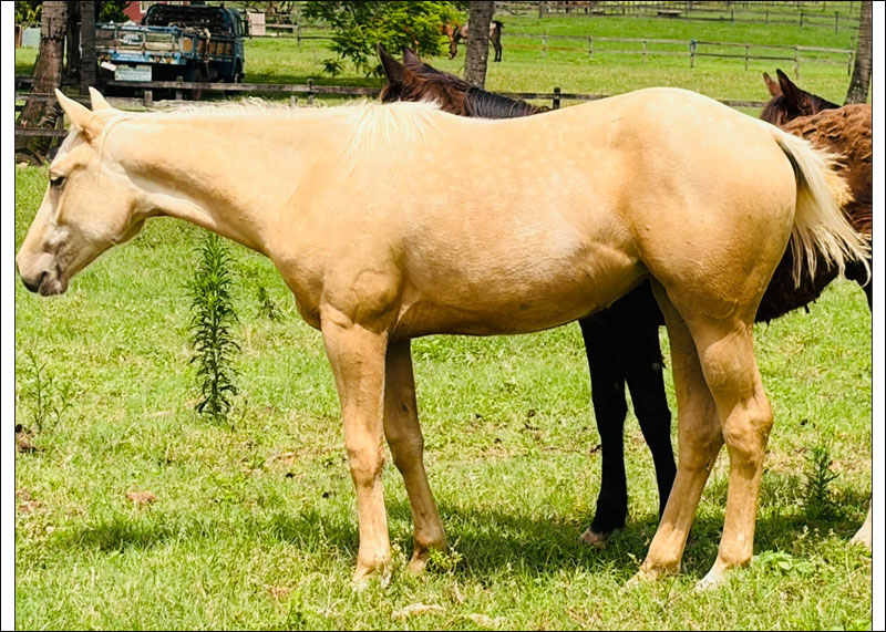 Quarto de Milha à venda no N1 Cavalos