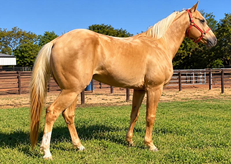 Dual Dollar Cielo quarto de milha a venda no N1 Cavalos