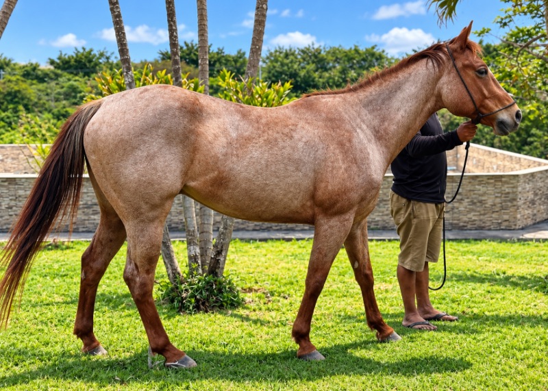 Luck James Bet Wing - cavalo de três tambores a venda