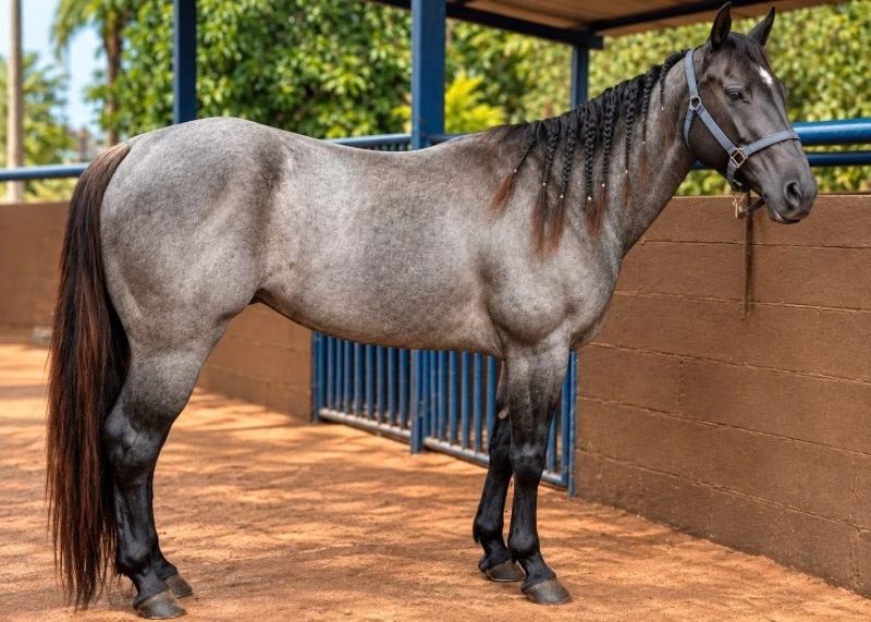 My Full Moon venda de cavalo quarto de milha