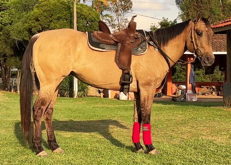 ST Lobim cavalo a venda quarto de milha