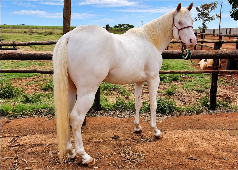 White Warrior Gun venda de quarto de milha