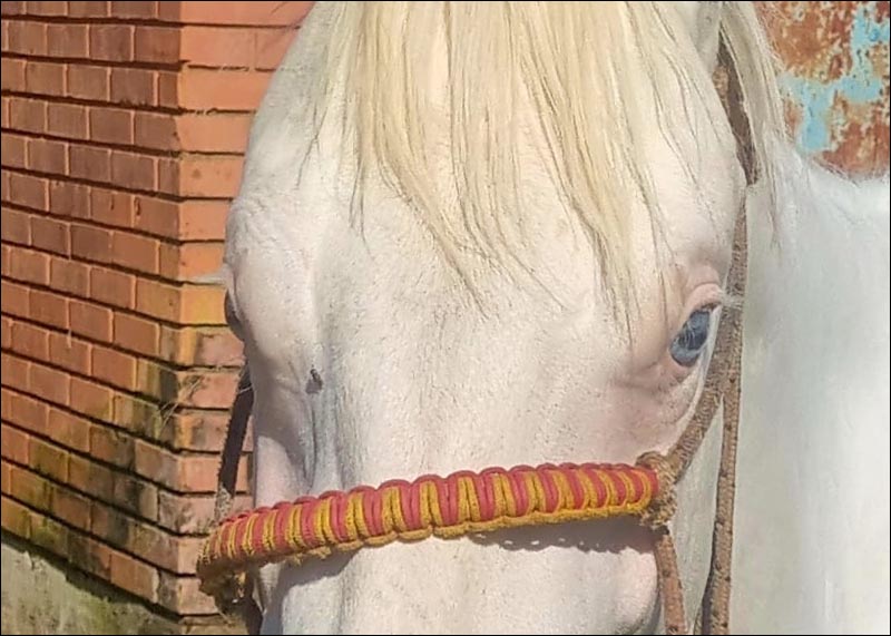 White Warrior Gun venda no N1Cavalos quarto de milha
