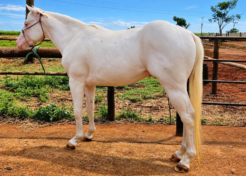 White Warrior Gun cavalo venda quarto de milha