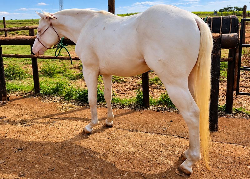 White Warrior Gun macho quarto de milha venda