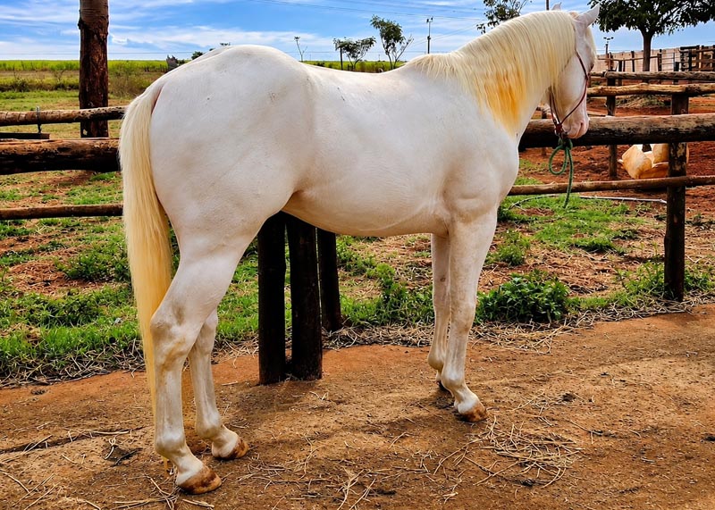 White Warrior Gun quarto de milha macho a venda