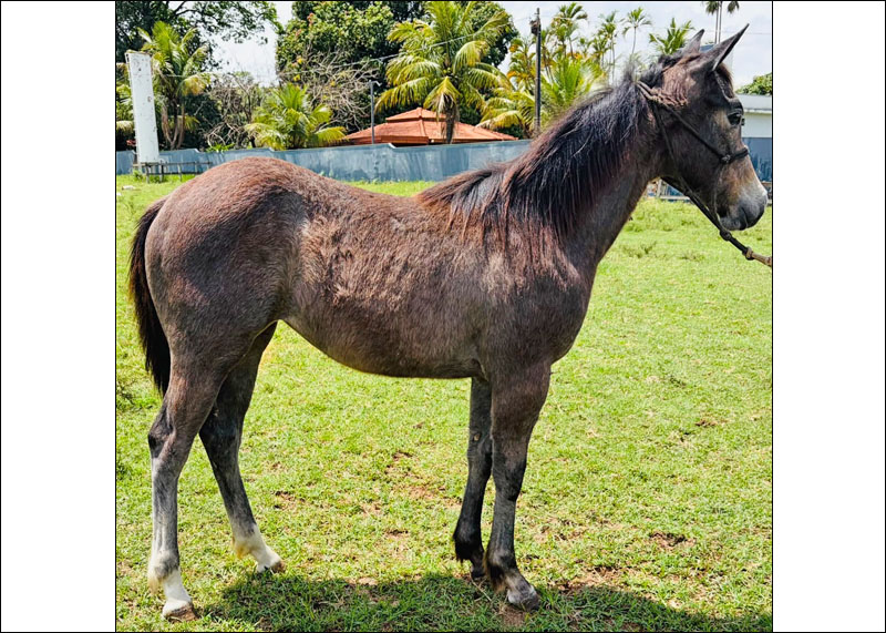 Venda de Quarto de Milha no site N1 Cavalos