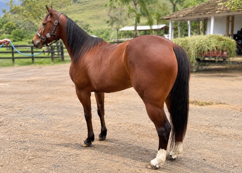 Quarto de Milha à venda no N1 Cavalos