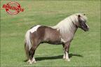Mini Horse anunciado no site N1 Cavalos