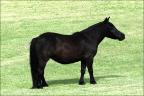 Mini Horse anunciada no site N1 Cavalos