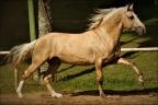 Campolina anunciado no site N1 Cavalos