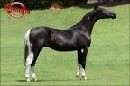 Mangalarga anunciado no site N1 Cavalos