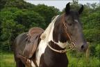 Mangarga Marchador anunciado no site N1 Cavalos