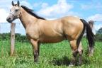 Pappi Gunner Kid - cavalo quarto de milha treinado em team penning e ranch sorting