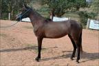 Potra Mangalarga Marchador anunciada no site N1 Cavalos