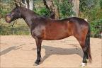Égua Mangalarga Marchador à venda no N1 Cavalos