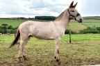 Trinity - burro a venda