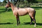 Potra crioula à venda no N1 Cavalos