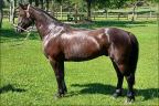 Cavalo crioulo à venda no N1 Cavalos