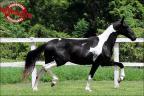Mangalarga à venda no site N1 Cavalos