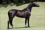Mangalarga à venda no site N1 Cavalos