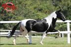 Mangalarga anunciado no site N1 Cavalos