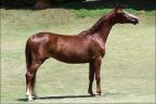 Mangalarga anunciada no site N1 Cavalos