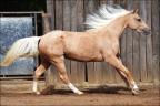 Princess Lily - potra palomina a venda