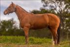 Égua Quarto de Milha à venda no N1 Cavalos
