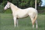 Quarto de Milha à venda no site N1 Cavalos em 50 parcelas