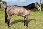 Sono Anya IM BC - cavalo quarto de milha a venda