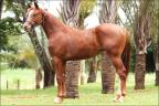 Quarto de Milha à venda no site N1 Cavalos em 50 parcelas