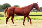 Bullionleo quarto de milha a venda no N1Cavalos