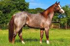 Quarto de Milha à venda no site N1 Cavalos em 50 parcelas