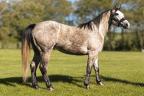 CLB Isla Firetolltac Quarto de Milha à venda no site N1 Cavalos em 50 parcelas