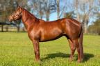 CLB Iron Quickbedash - cavalo quarto de milha a venda