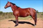 Quarto de Milha à venda no site N1 Cavalos em 50 parcelas