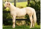 BDG Galego Red Jay - cavalo quarto de milha palomino a venda