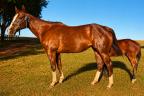 Gabbana Fame HNSA quarto de milha a venda no N1Cavalos