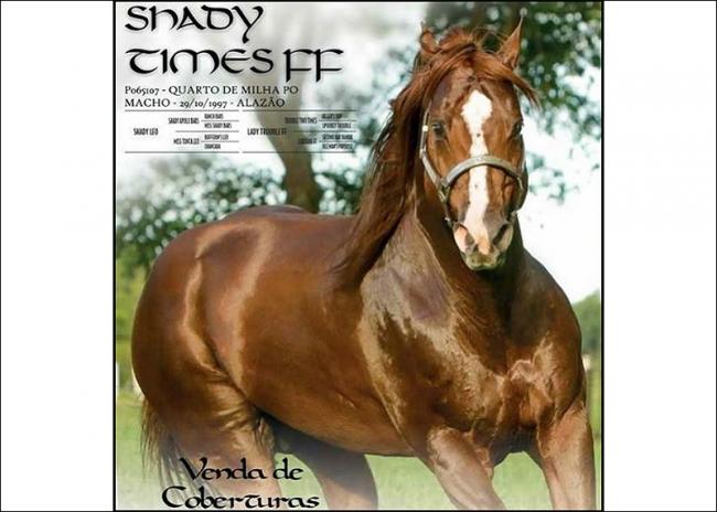 Shady Times FF Venda de coberturas no site N1 Cavalos
