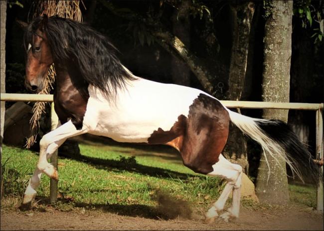 Campolina anunciado no site N1 Cavalos