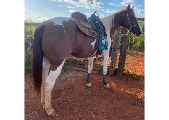 Madonna égua paint horse pronta no team penning