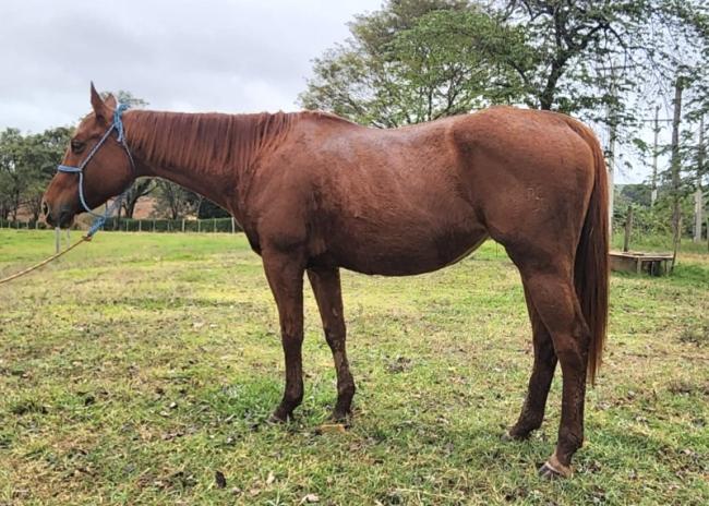 Miss is Tolltac RFG - égua quarto de milha a venda