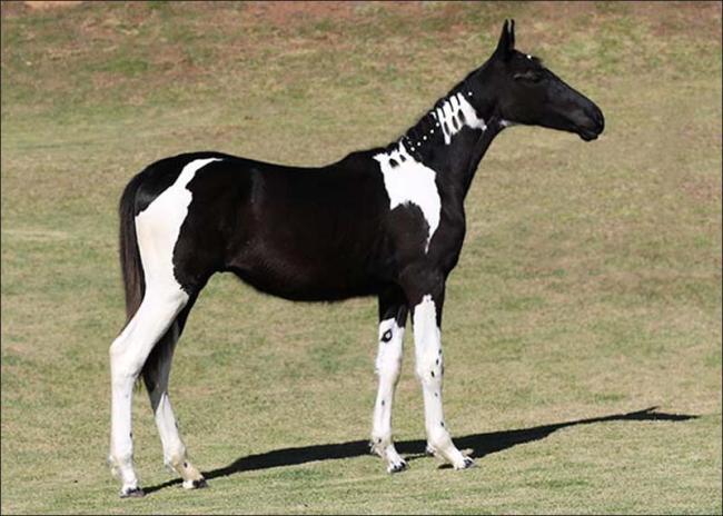 Mangalarga anunciado no site N1 Cavalos