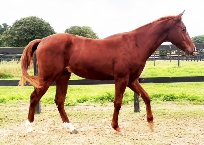Bullionleo quarto de milha a venda no N1Cavalos