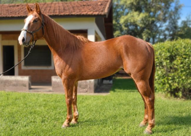 Bozo Fly PRT Quarto de Milha à venda no site N1 Cavalos em 50 parcelas