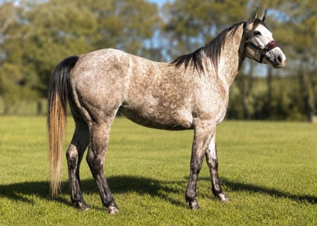 CLB Isla Firetolltac Quarto de Milha à venda no site N1 Cavalos em 50 parcelas